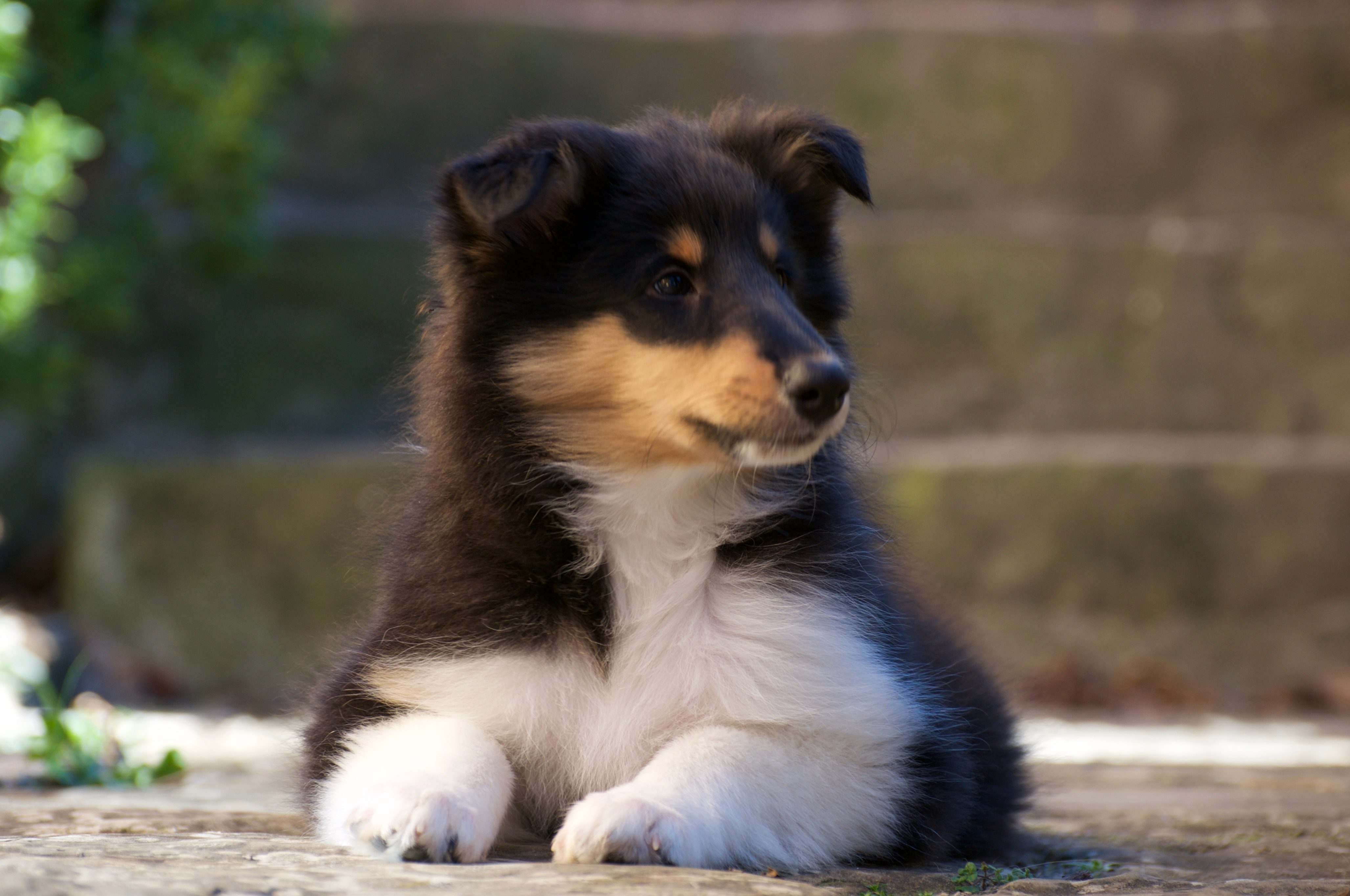 Rosemary Hill’s Designed To Perfection