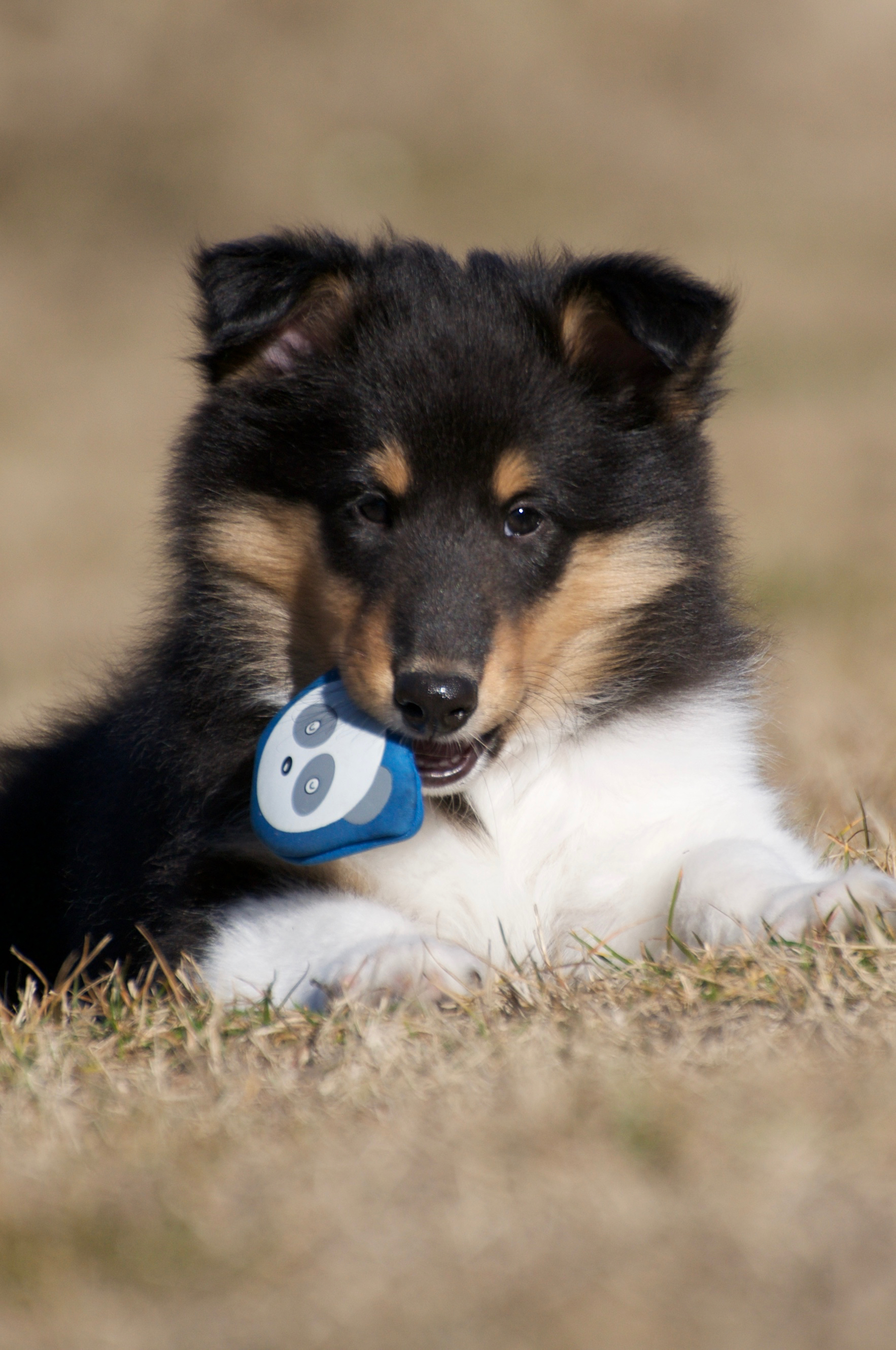 Rosemary Hill’s Designed To Perfection