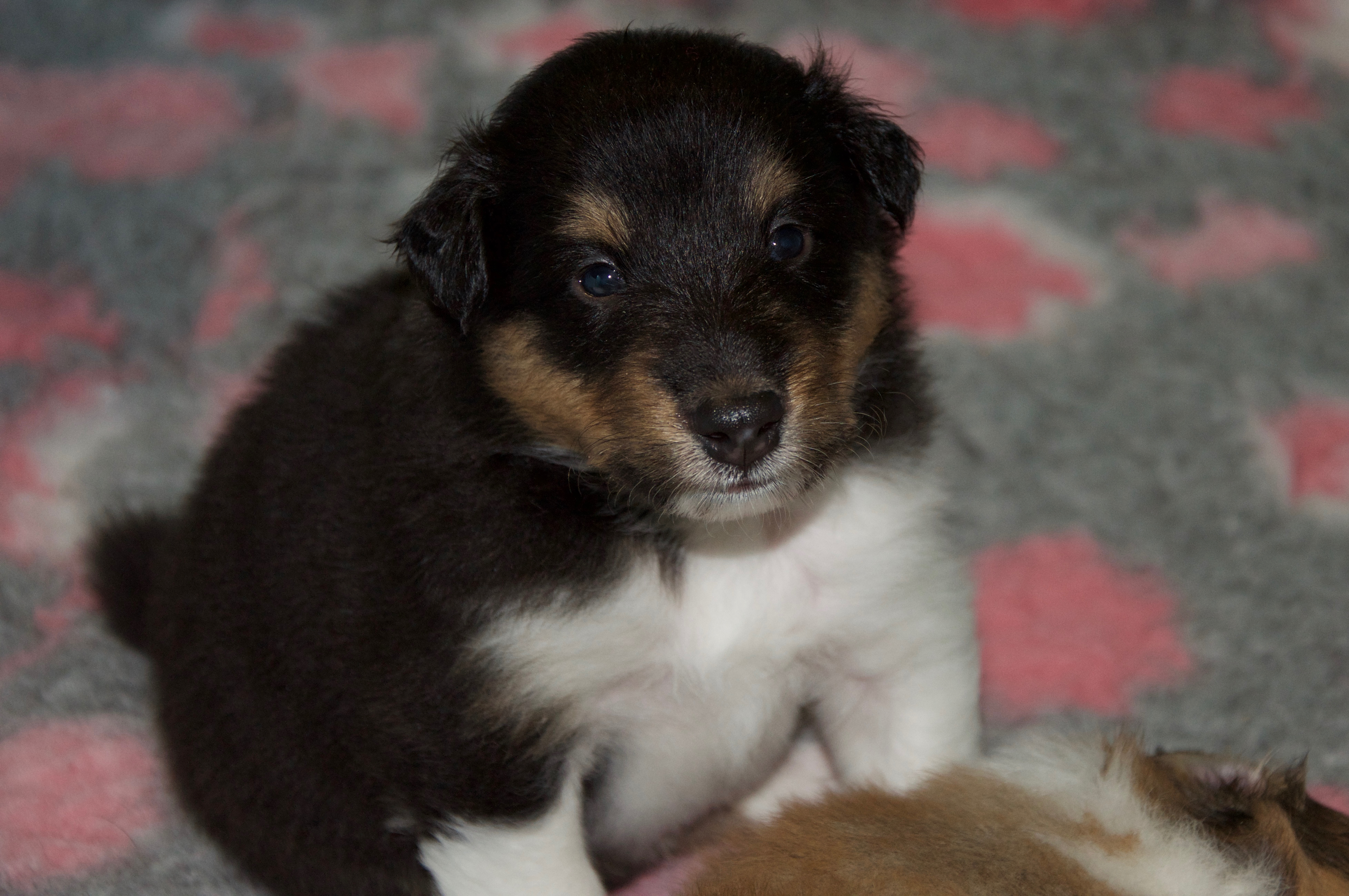 Rosemary Hill’s Designed To Perfection