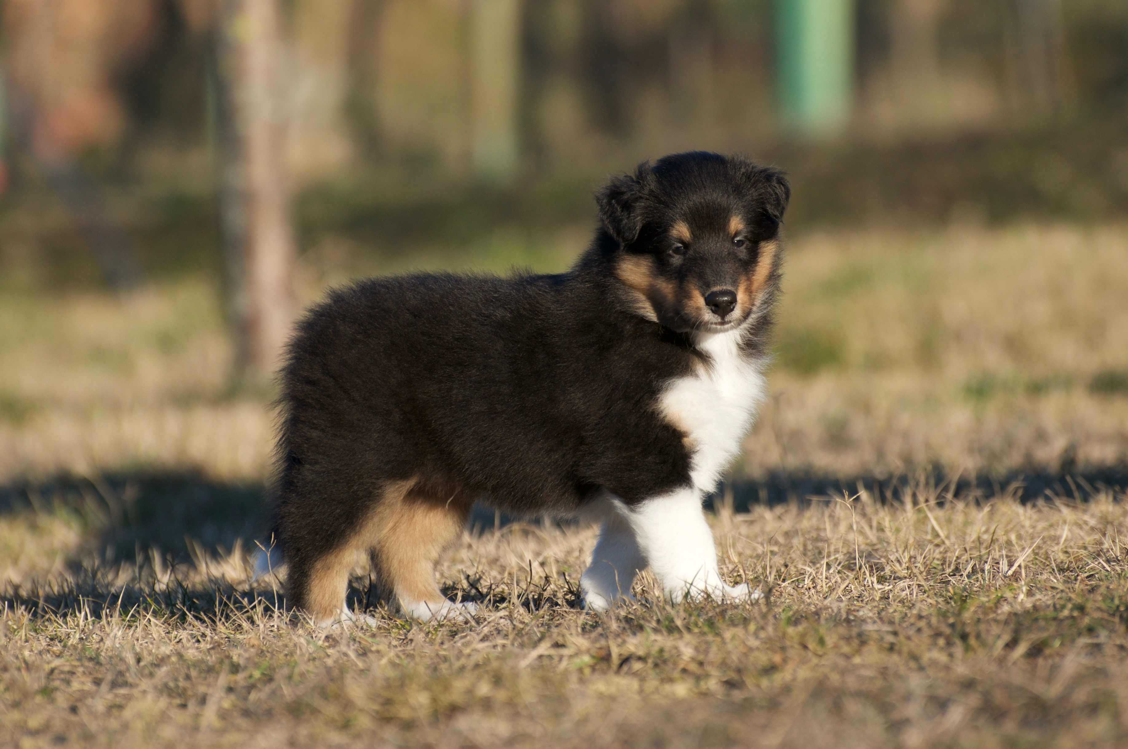 Rosemary Hill’s Designed To Perfection