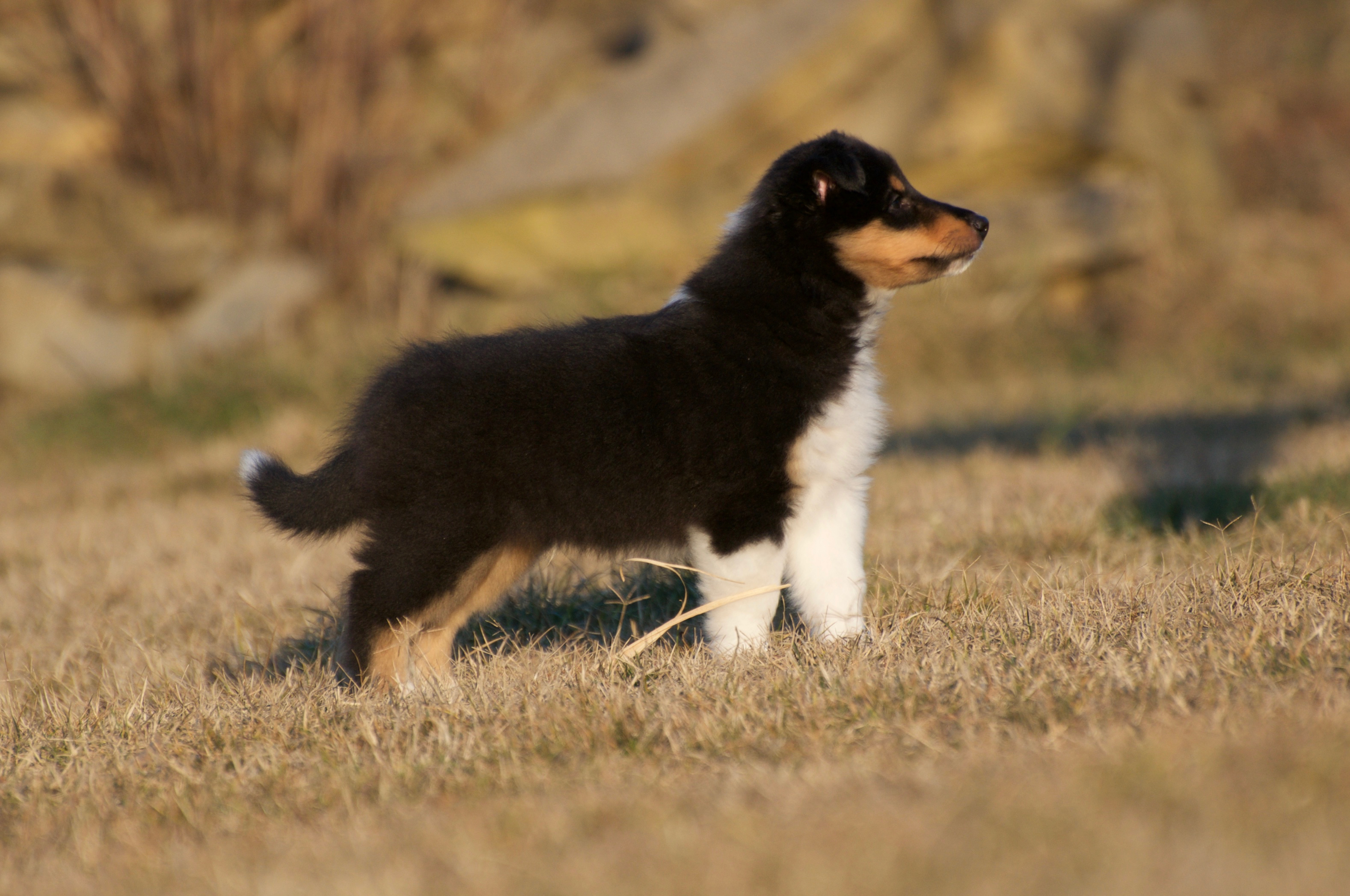 Rosemary Hill’s Designed To Perfection