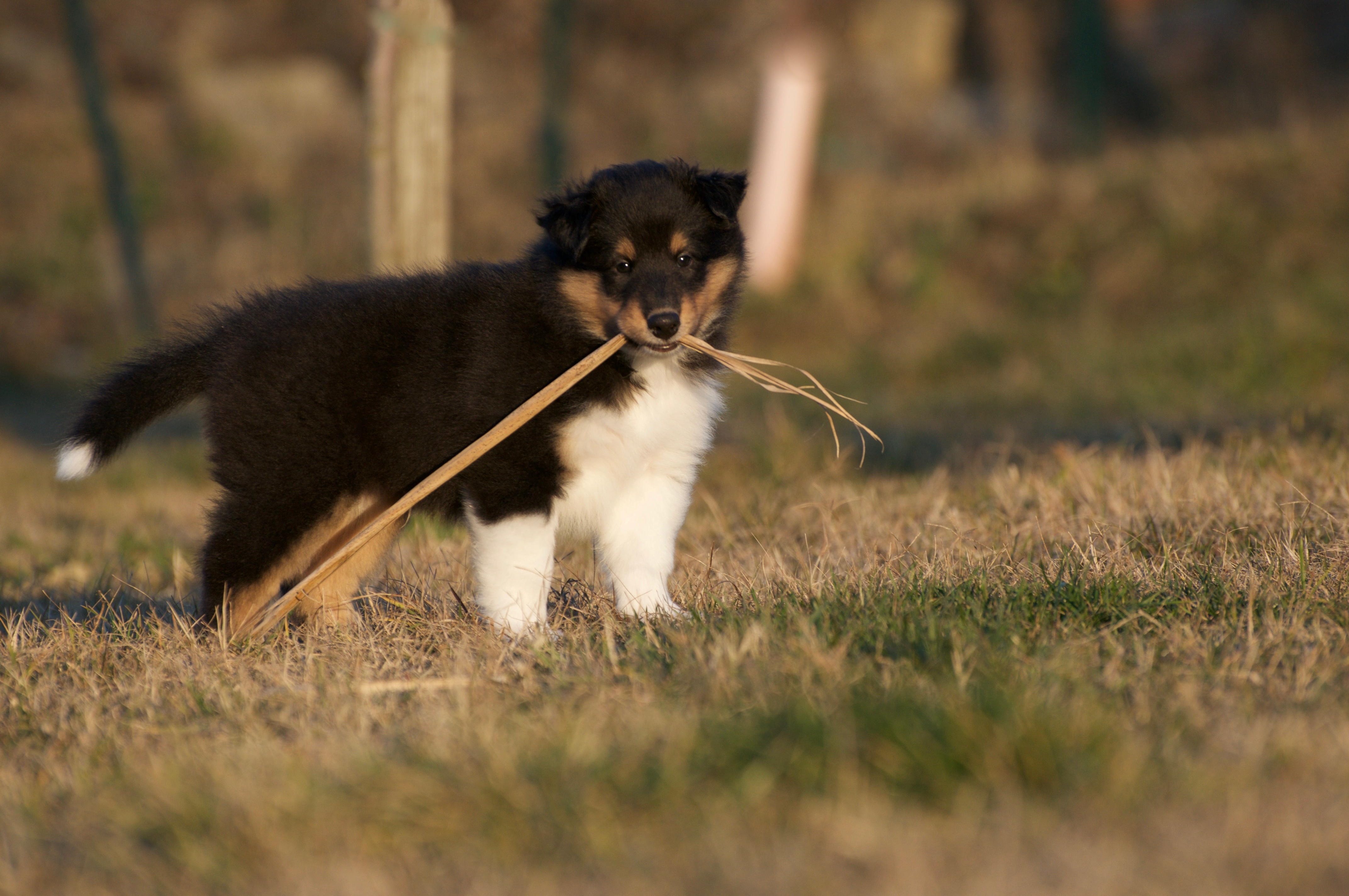 Rosemary Hill’s Designed To Perfection