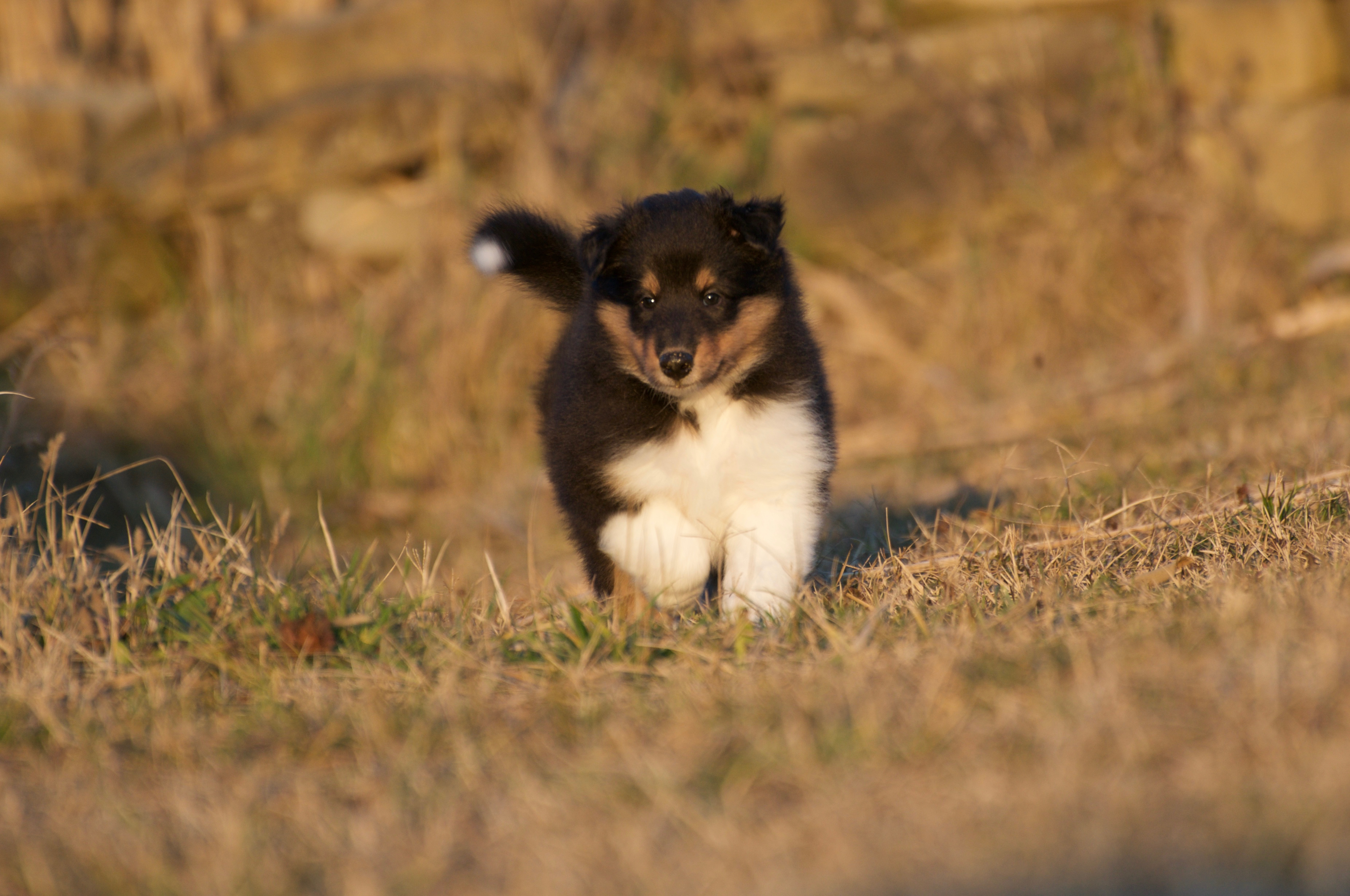 Rosemary Hill’s Designed To Perfection