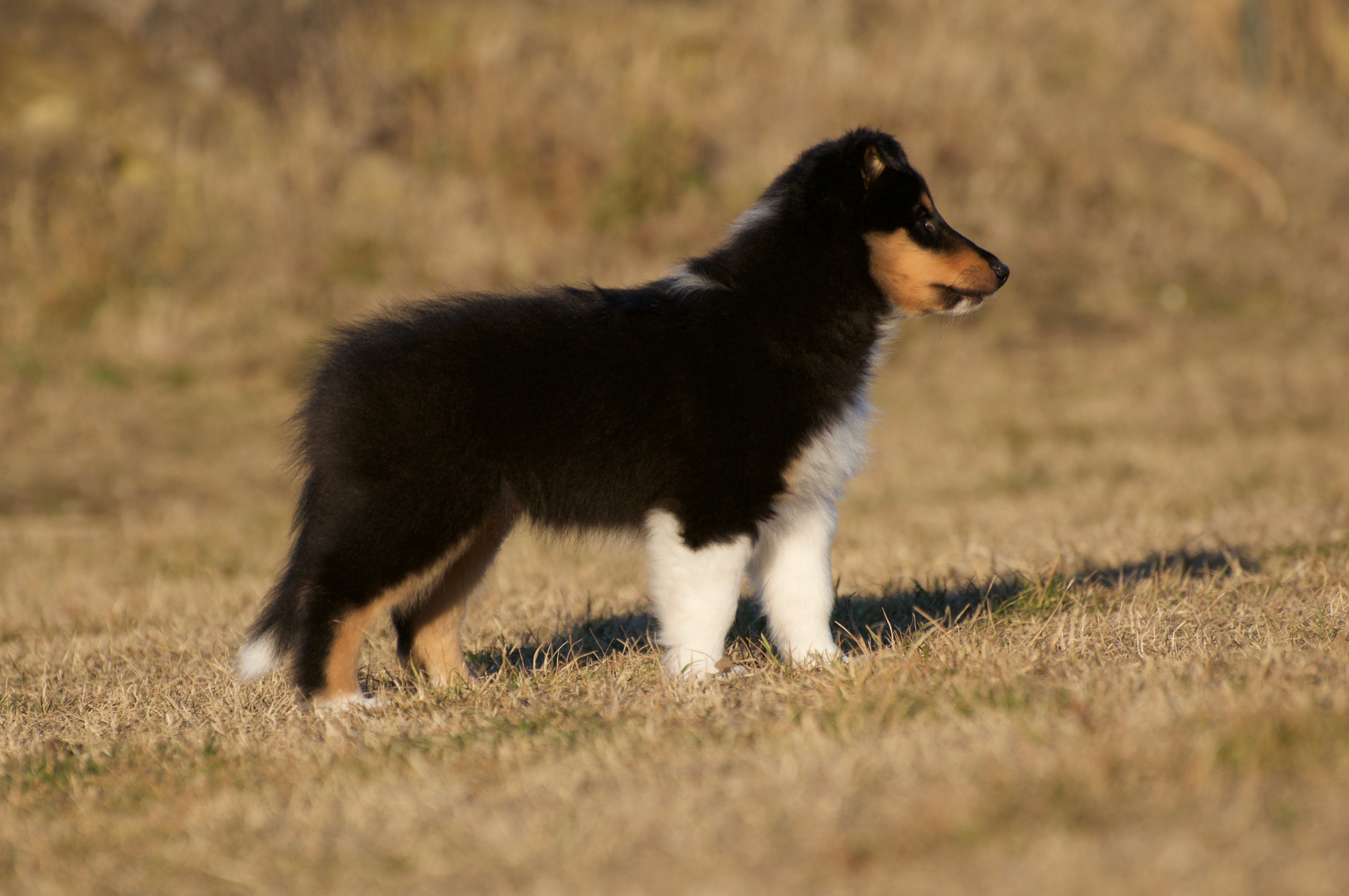 Rosemary Hill’s Designed To Perfection