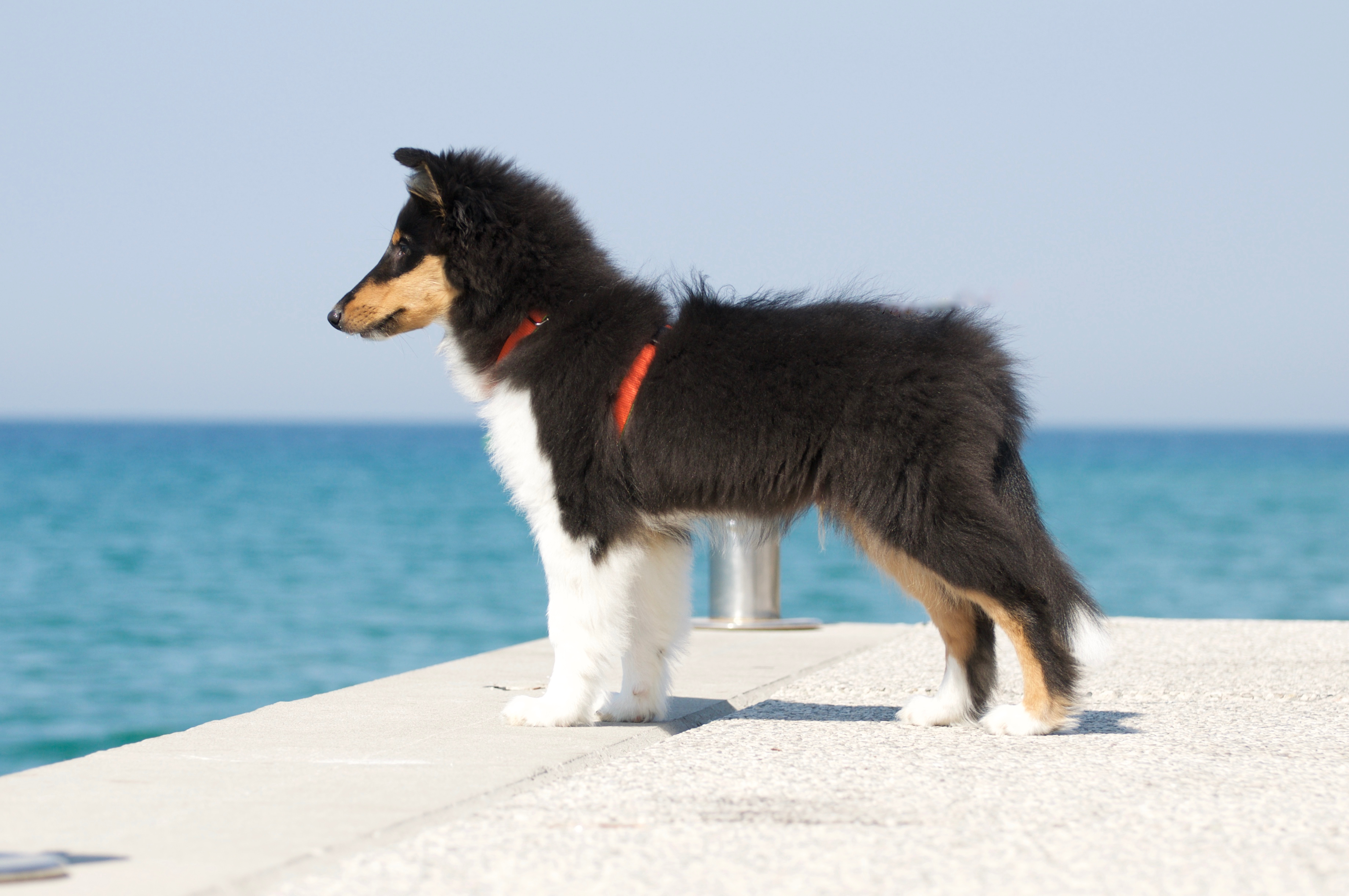 Rosemary Hill’s Designed To Perfection