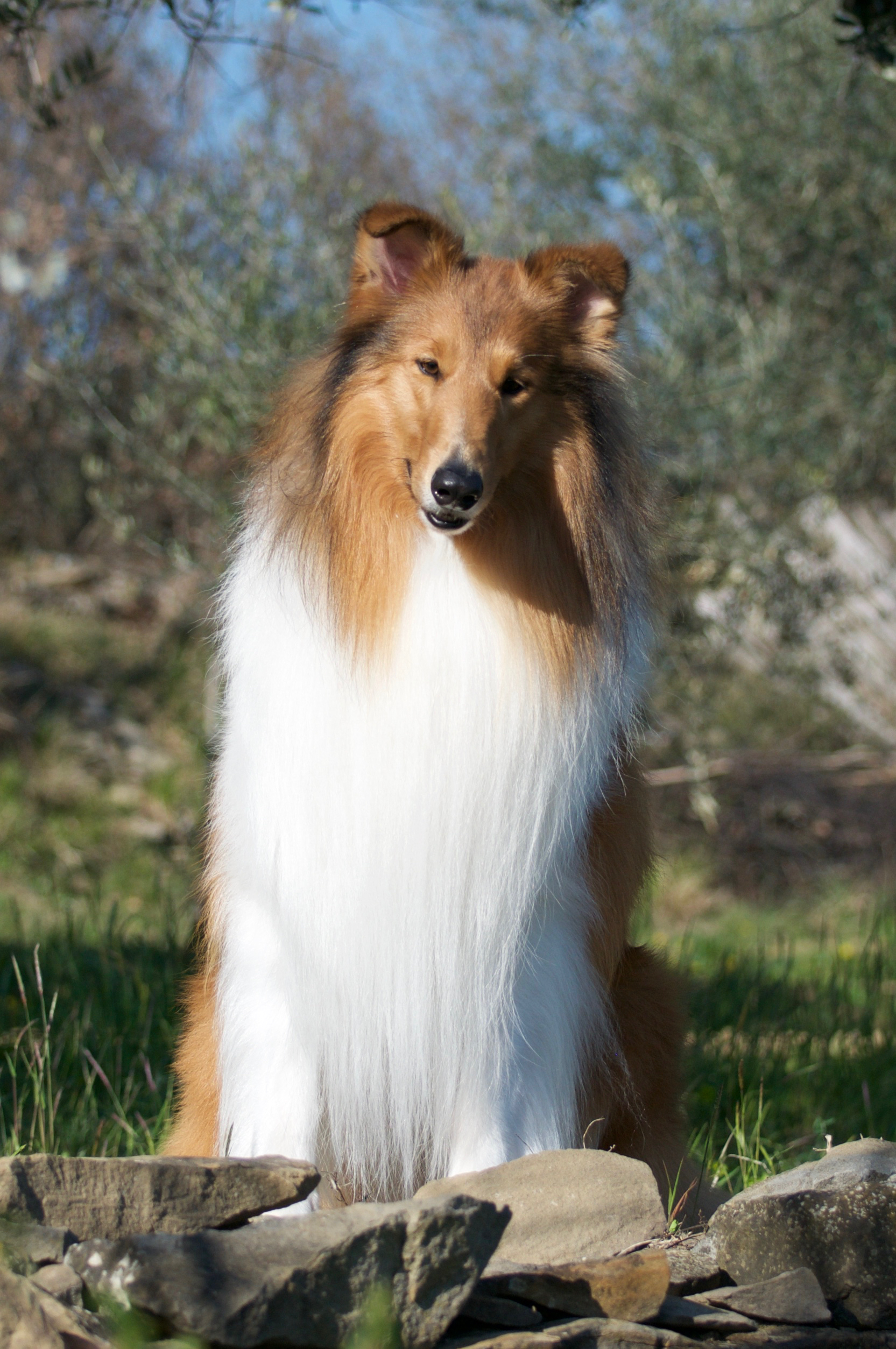 Rosemary Hill's Speed Of Sound