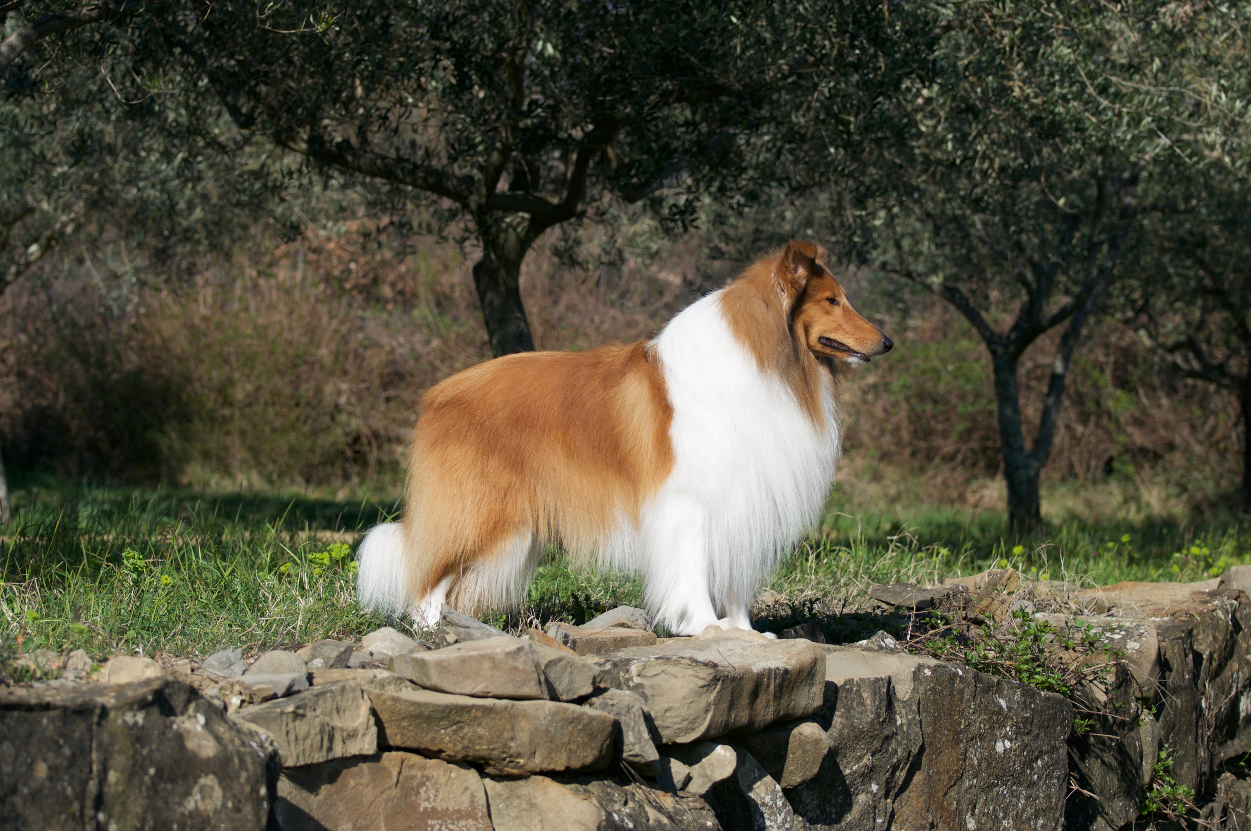 Rosemary Hill's Speed Of Sound