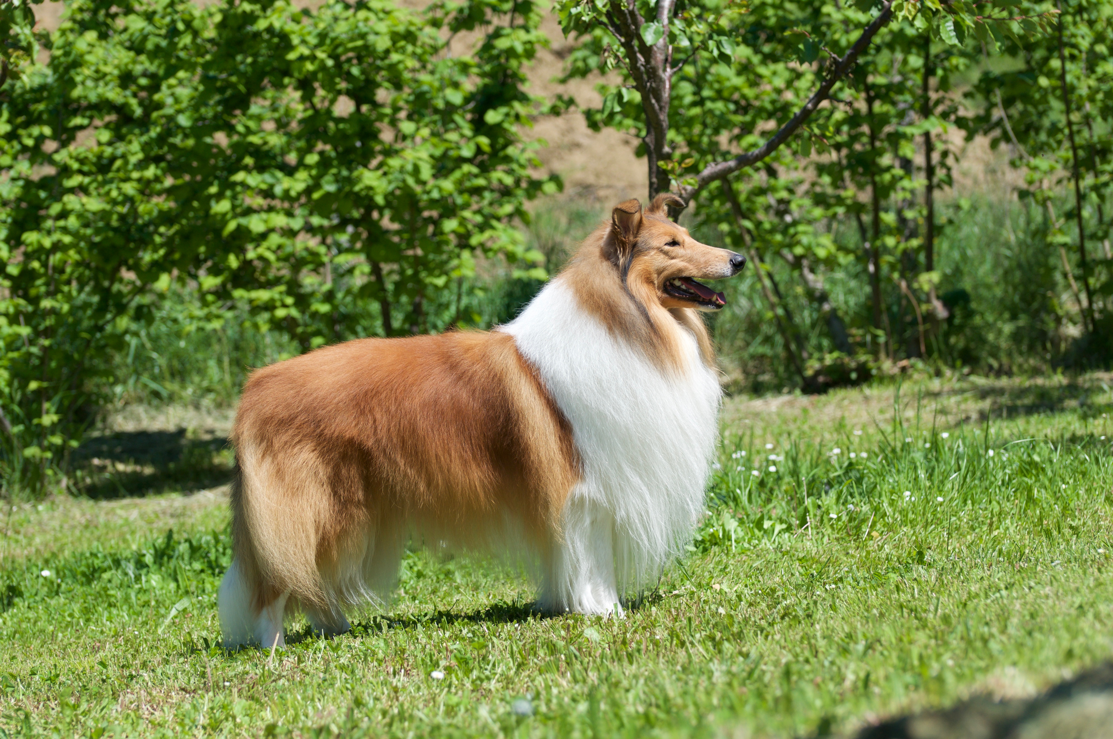 Rosemary Hill's Speed Of Sound