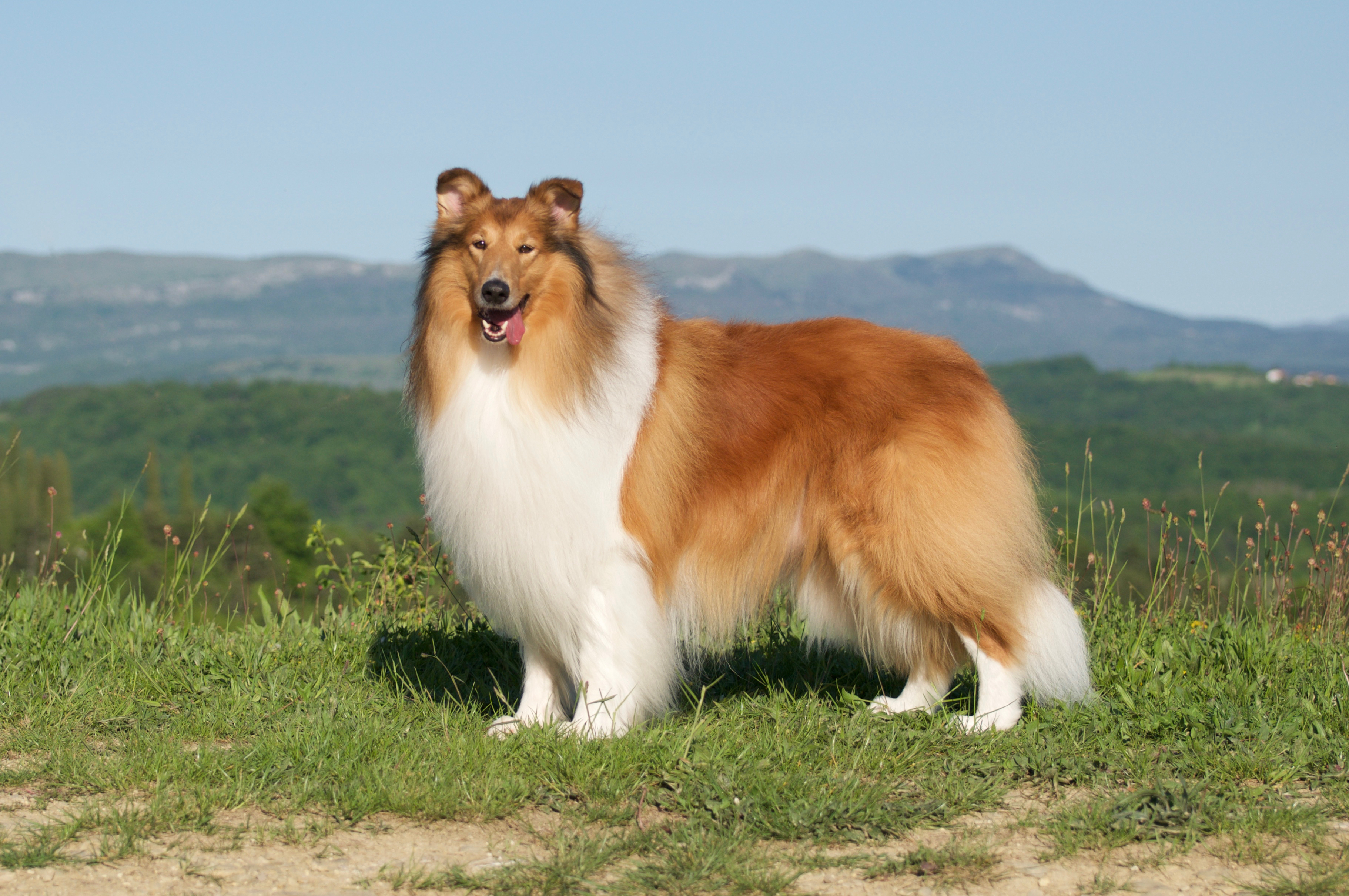 Rosemary Hill's Speed Of Sound