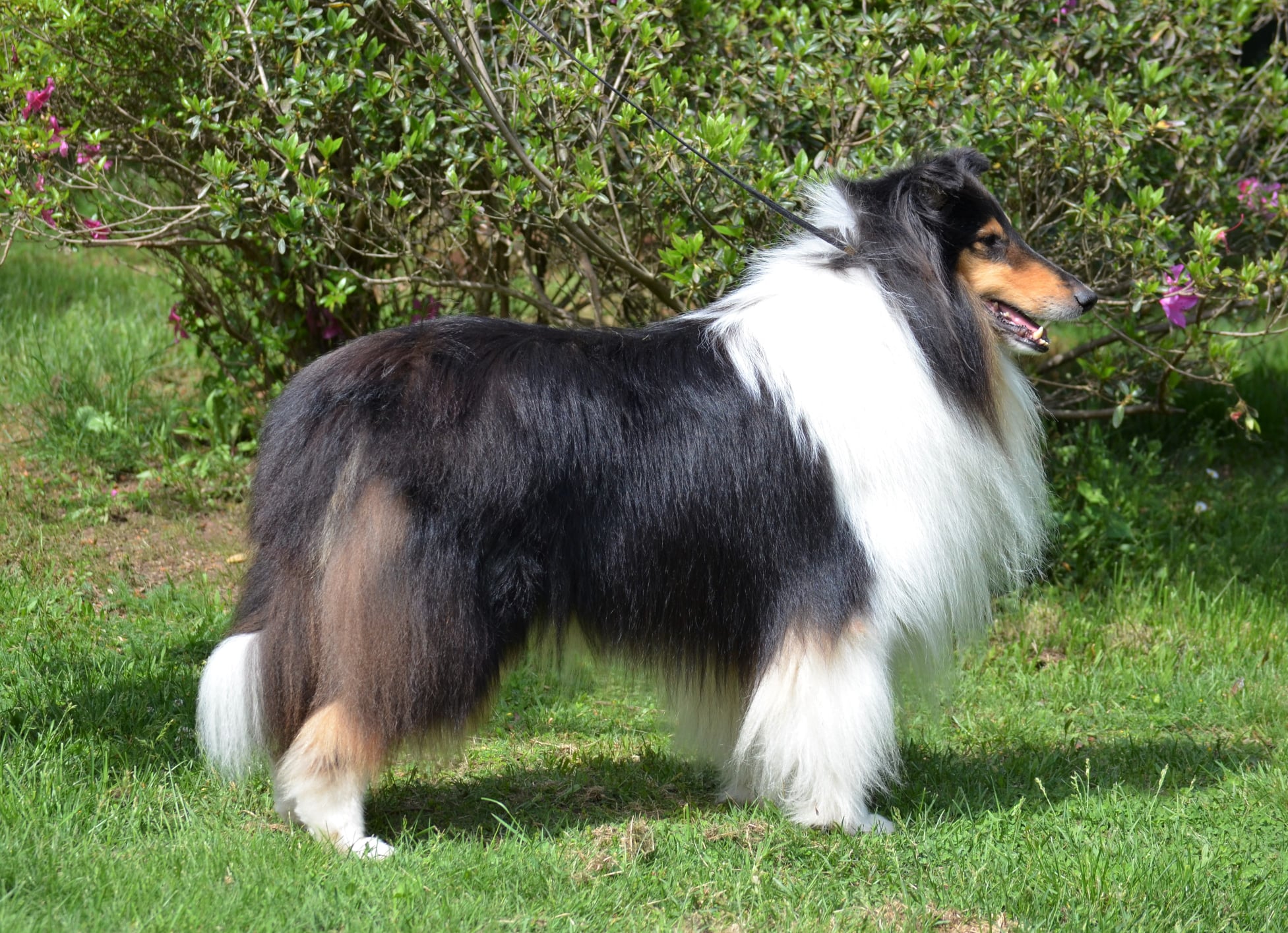 Starspangle's Hercules