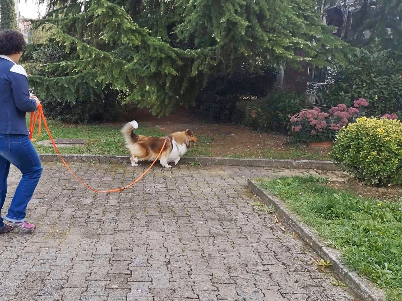 Rosemary Hill's Sunshine In My Sky