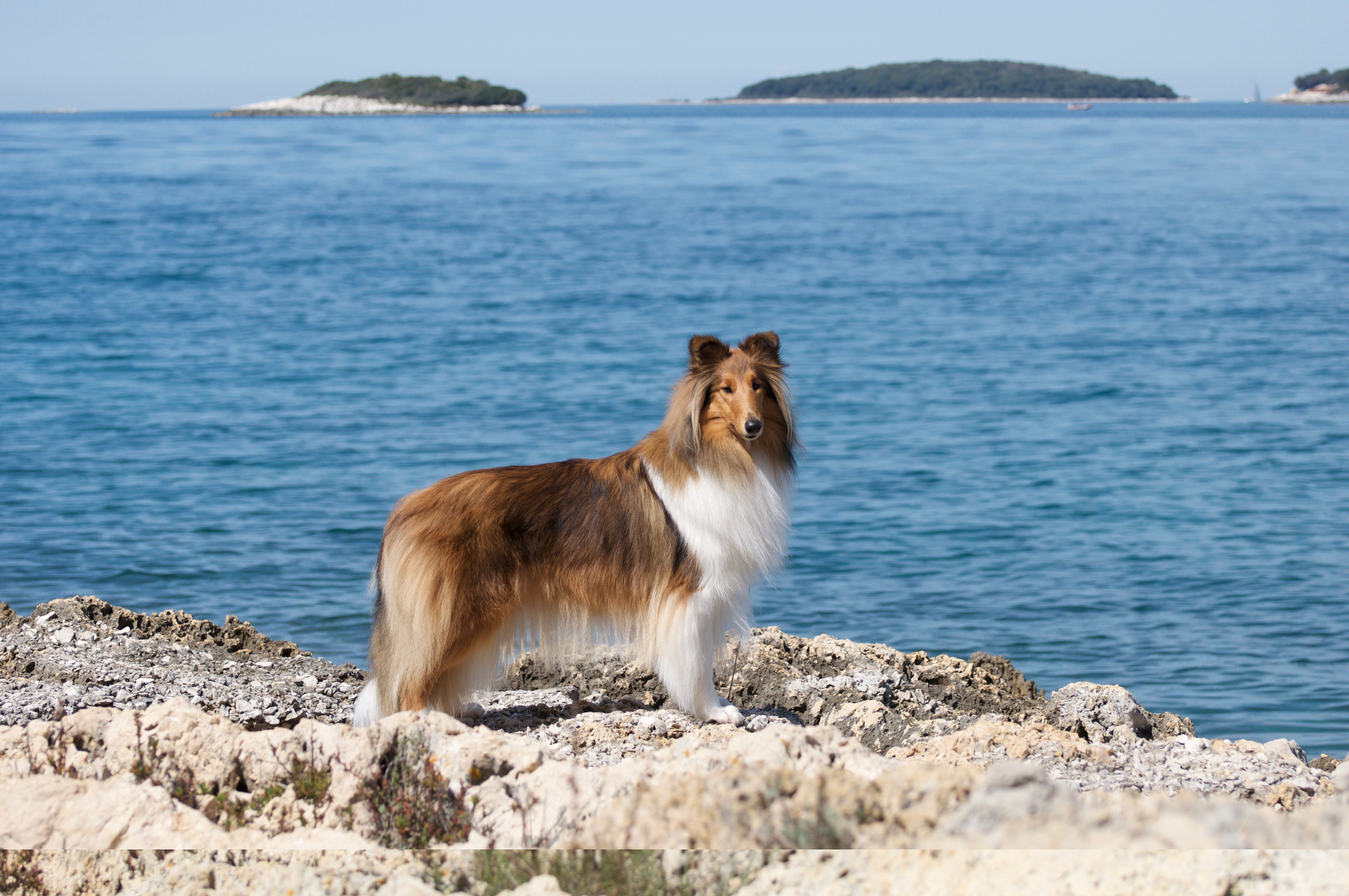 Rosemary Hill's Sunshine In My Sky