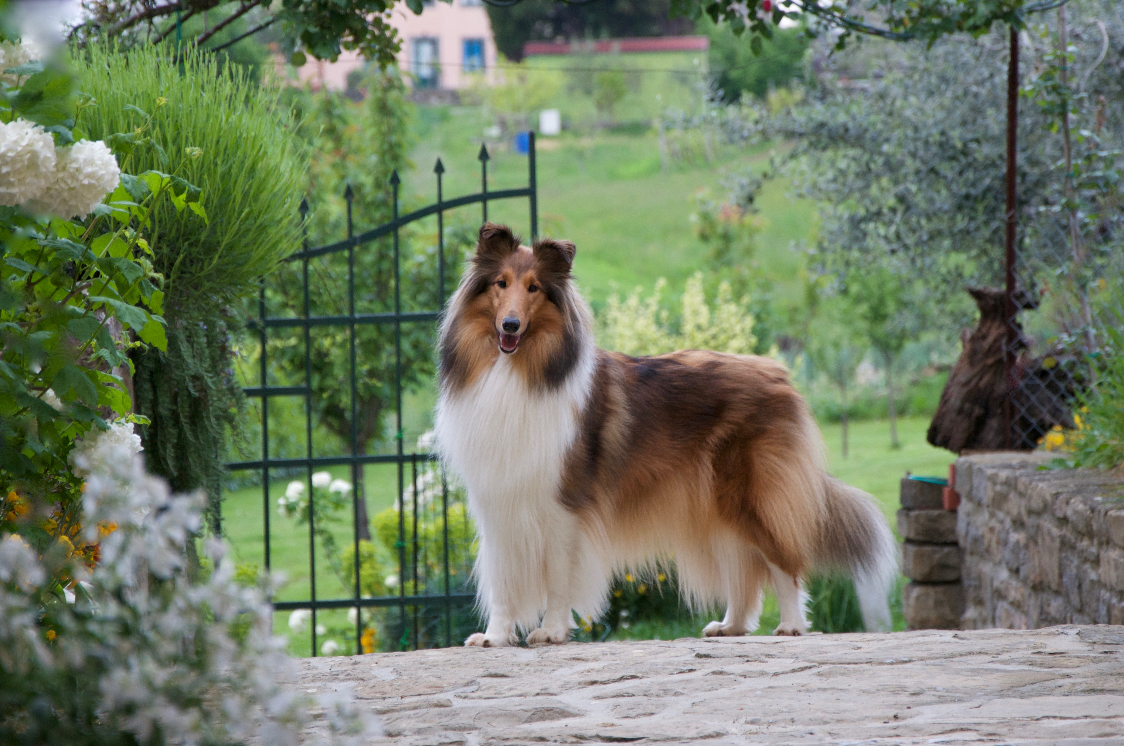 Rosemary Hill's Sunshine In My Sky