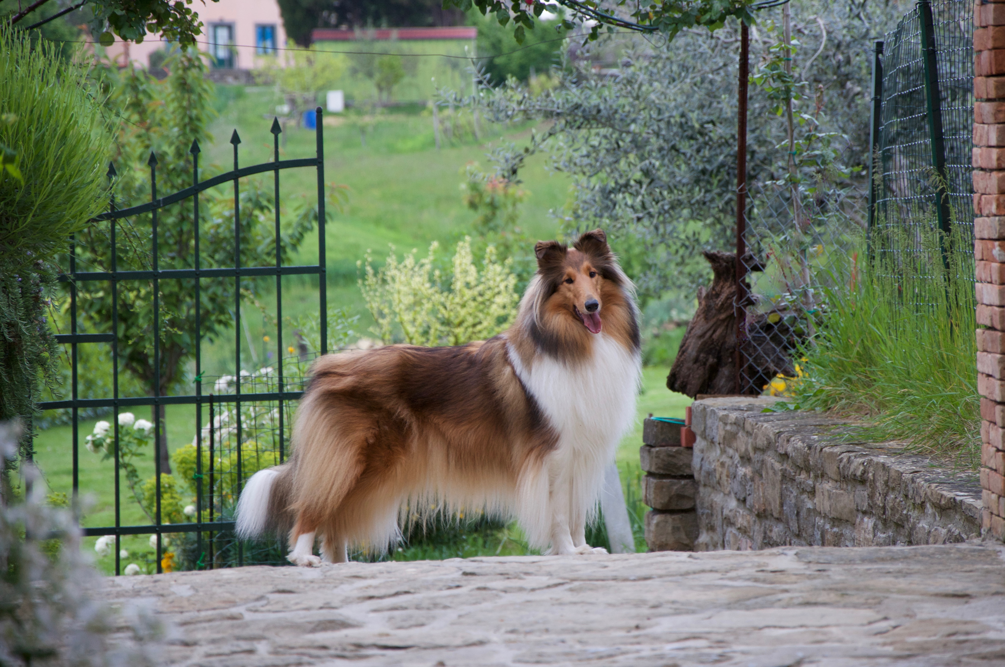 Rosemary Hill's Sunshine In My Sky