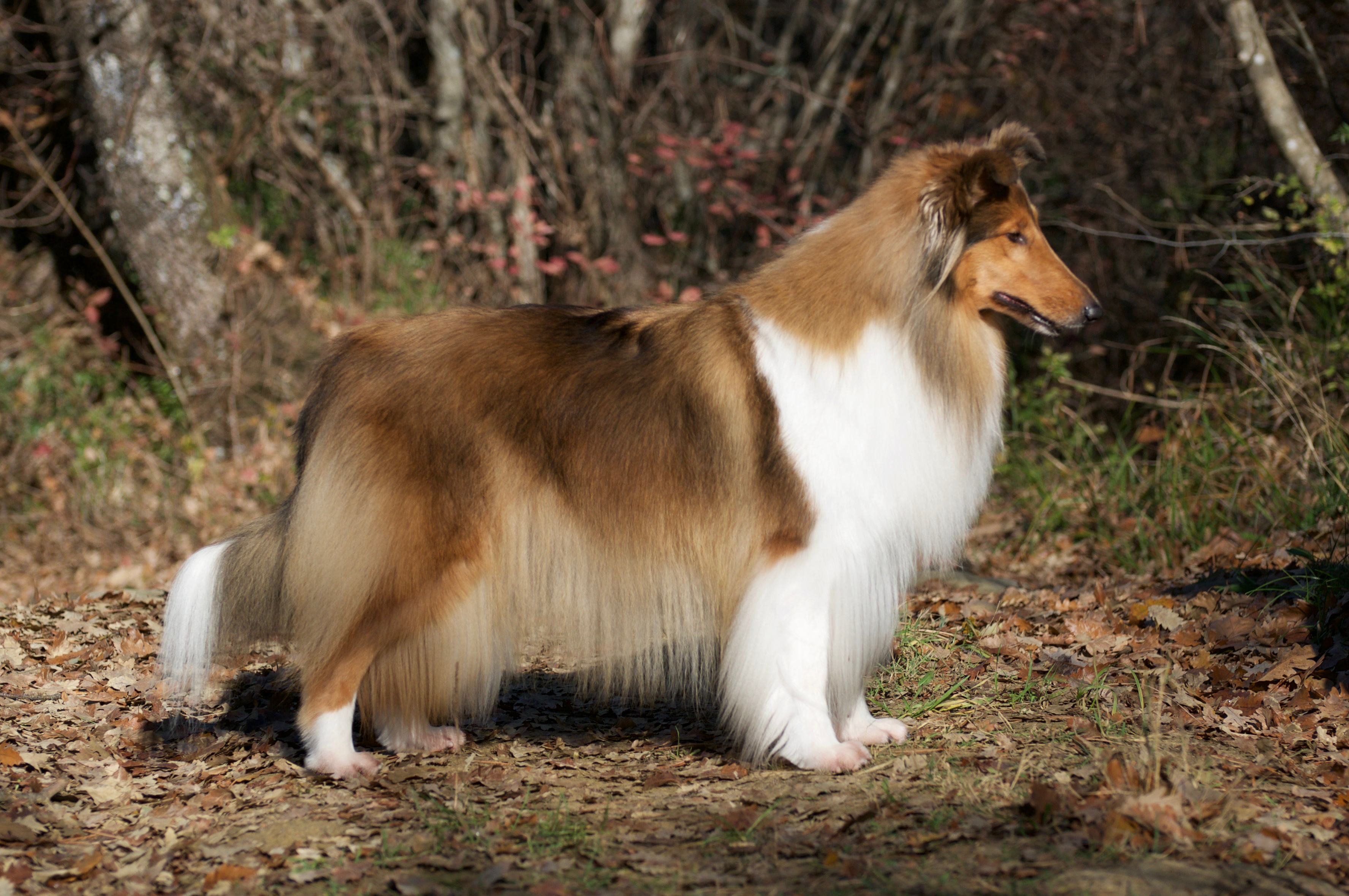 Rosemary Hill's Sunshine In My Sky