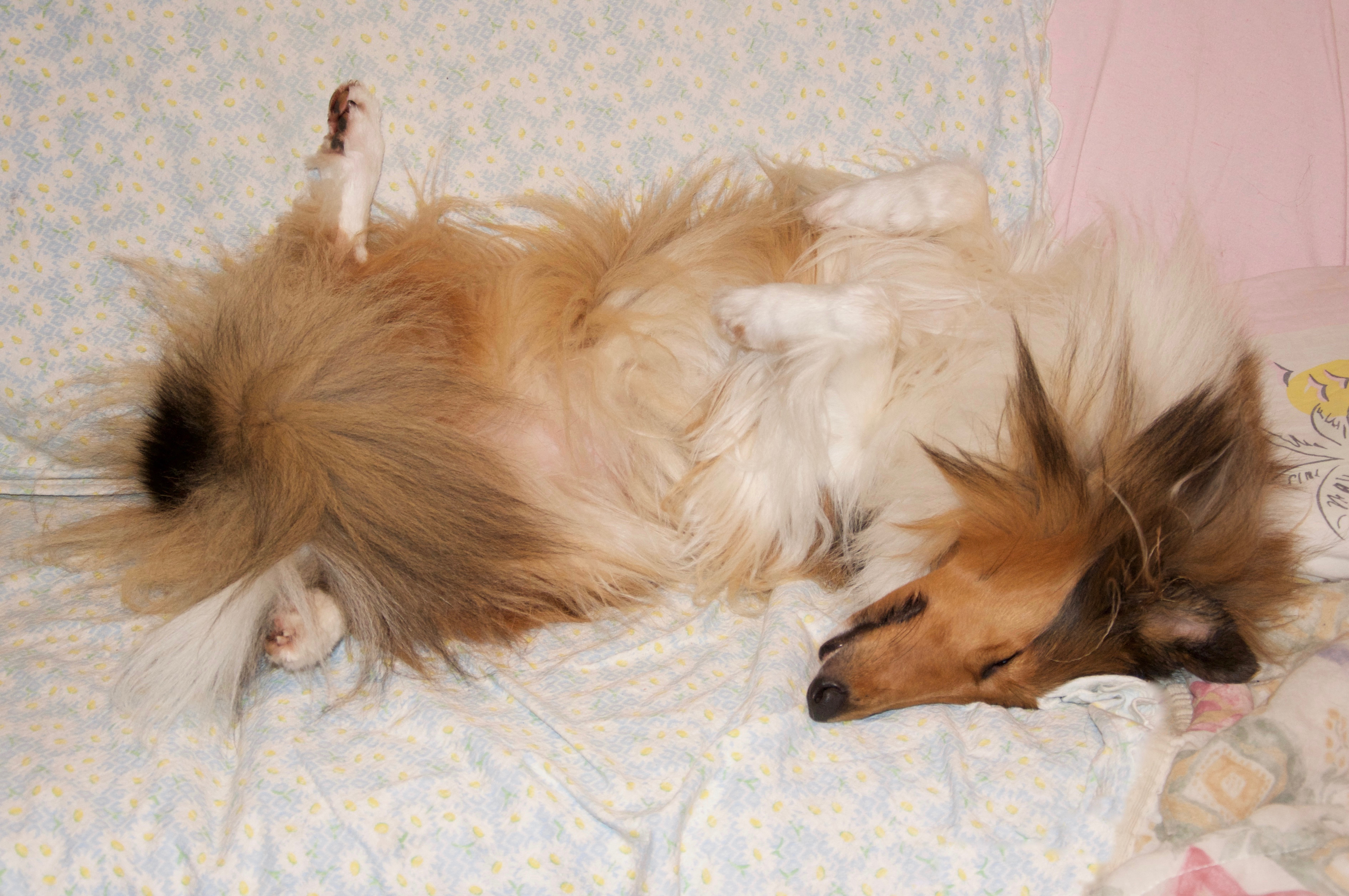 Rosemary Hill's Sunshine In My Sky