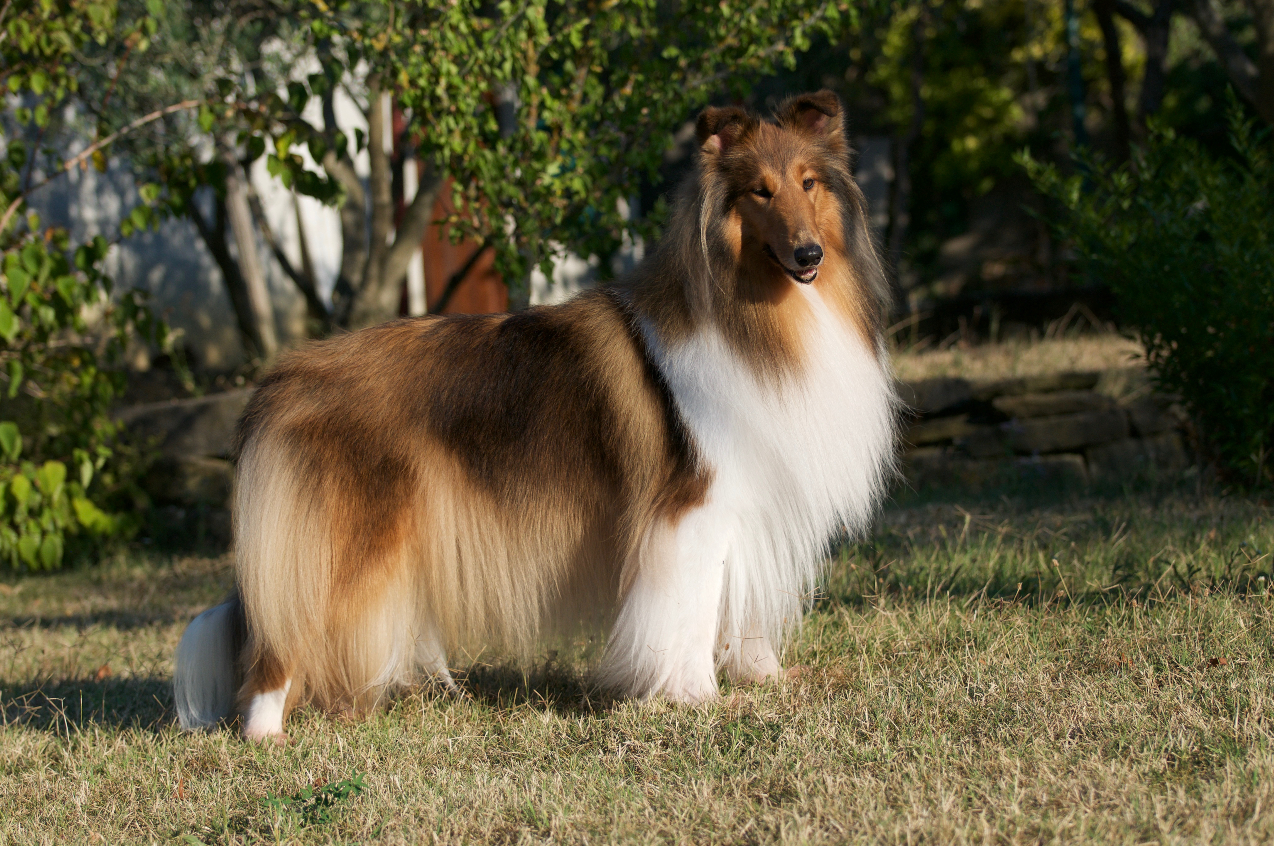 Rosemary Hill's Sunshine In My Sky